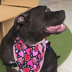 Meet your Posher, Blodwen